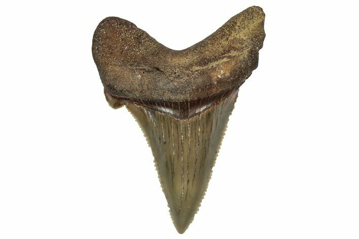 Serrated Angustidens Tooth - Megalodon Ancestor #340358